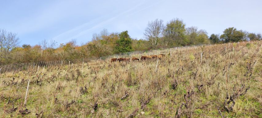 Pâturage dans les Vignes, éco-pâturage 