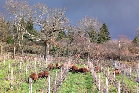 éco-paturage dans les vignes de Paulette à Pruzilly