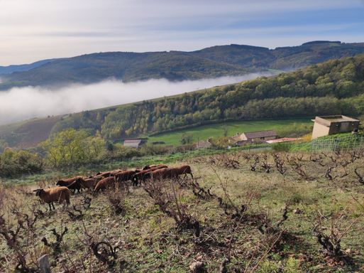 Pâturage dans les Vignes, éco-pâturage 