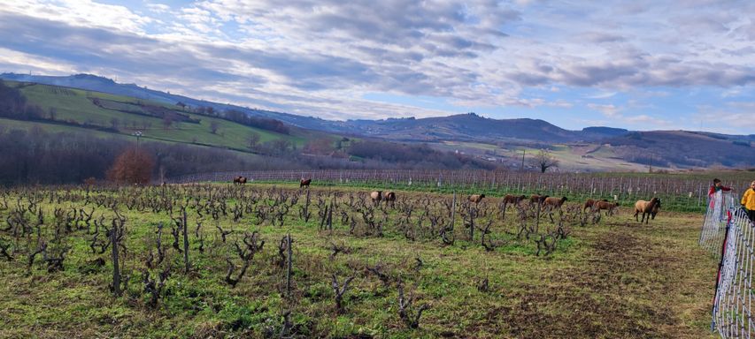 Vitipastoralisme éco-pâturage pâturage dans les vignes