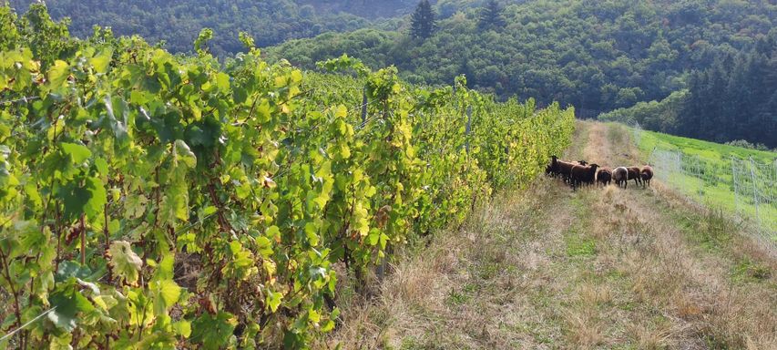 Vitipastoralisme éco-pâturage paturage dans les vignes