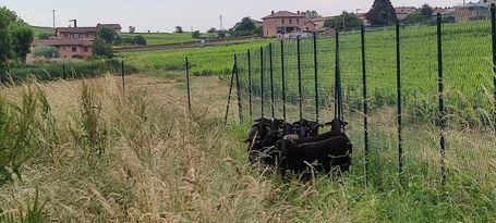 éco-paturage dans les vignes de Paulette à Pruzilly