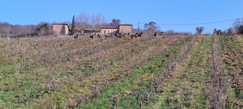 Vitipastoralisme éco-pâturage paturage dans les vignes