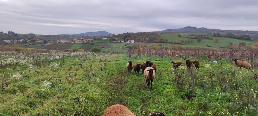 Vitipastoralisme éco-pâturage pâturage dans les vignes