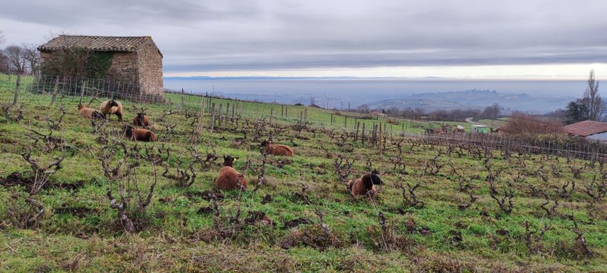 Vitipastoralisme éco-pâturage pâturage dans les vignes