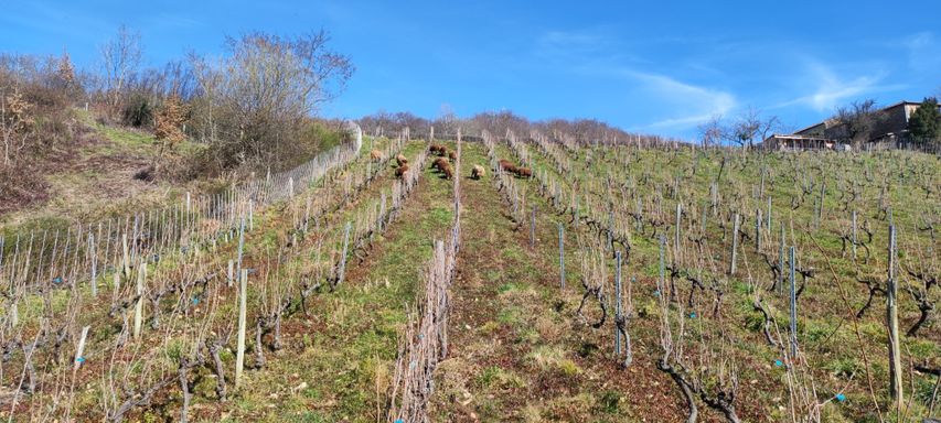 Vitipastoralisme éco-pâturage paturage dans les vignes